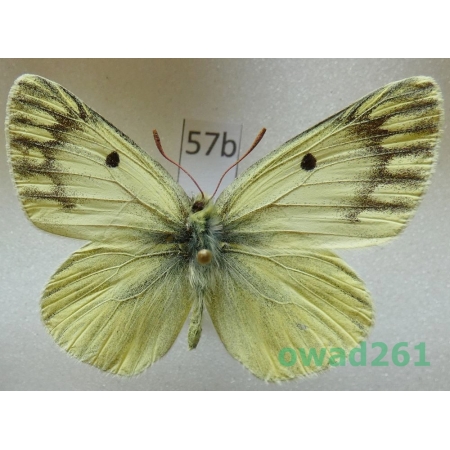Colias sifanica Grum-Grshimailo, 1891 male China57b